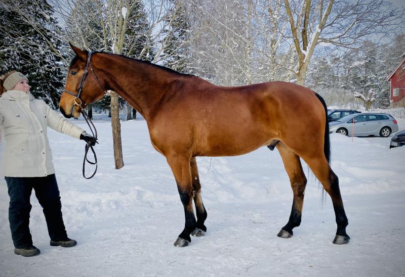 ELENDIL K, 2017