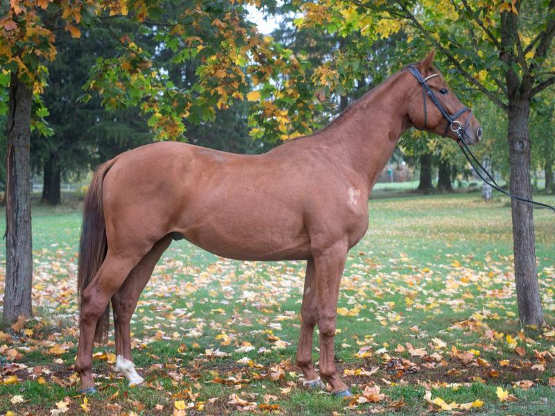 BROWN LION S, 2018