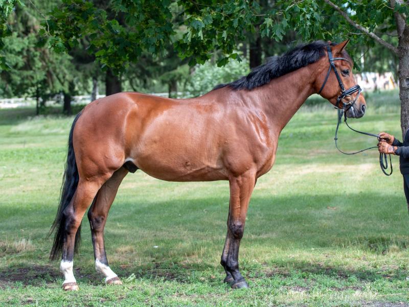 FRESCOBALDI, 2015