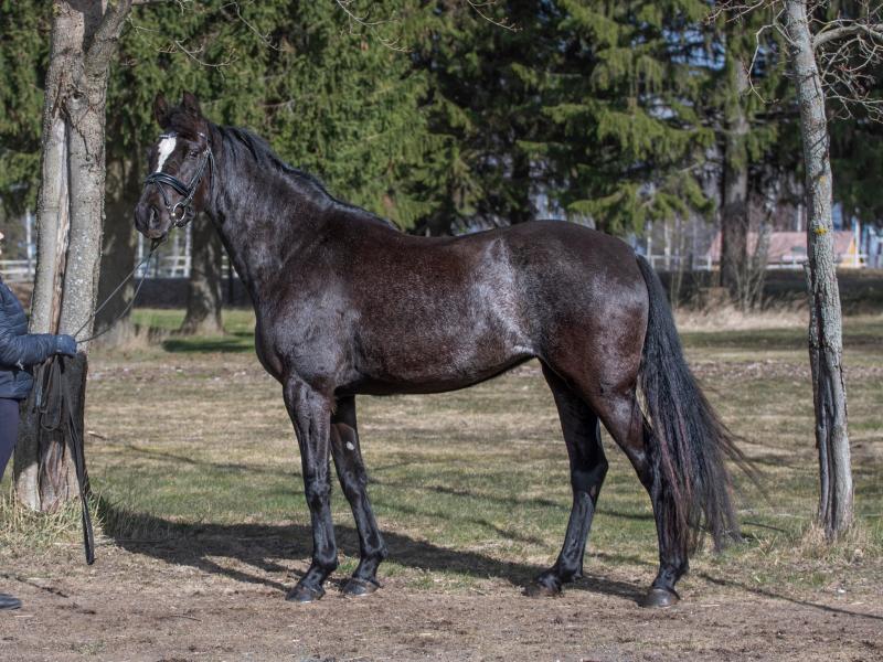 SWEET 'N SASSY, 2015