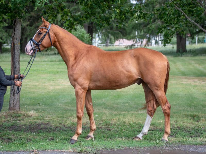 RHEA'S OMAR, 2017