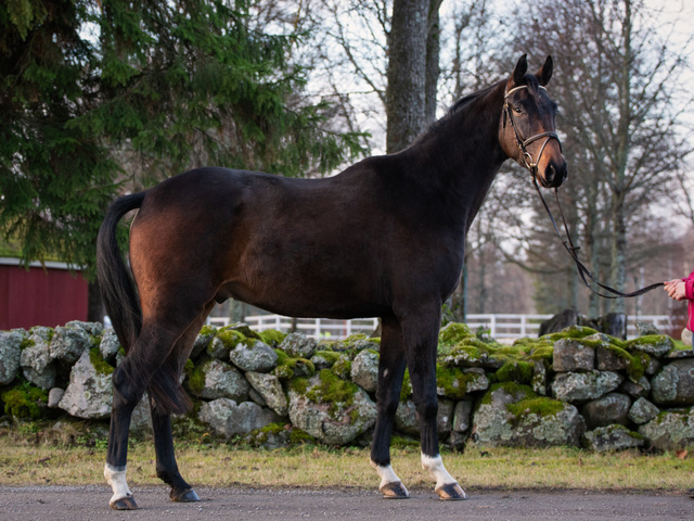 FIANCE NOBLE, 2015