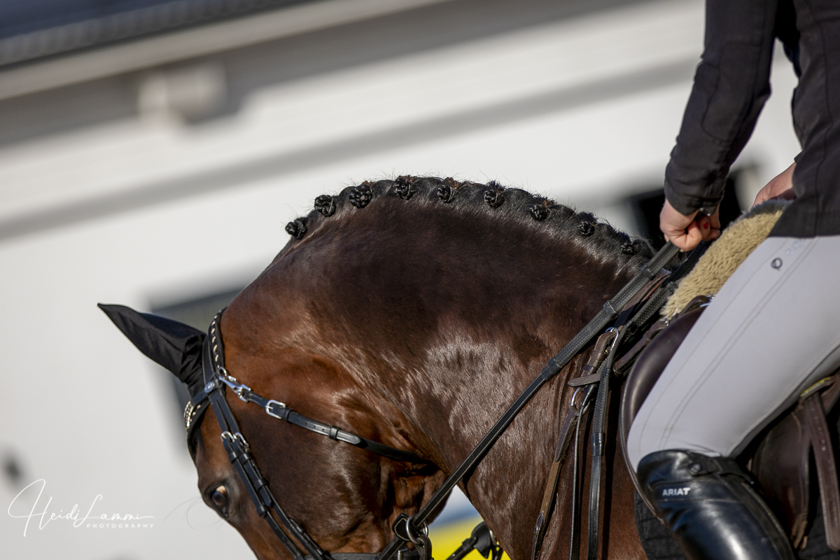 KOIVULAN CON CORRETTO, 2015