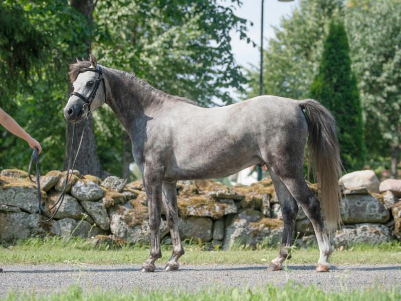 LARKHILL'S MONETT, 2015