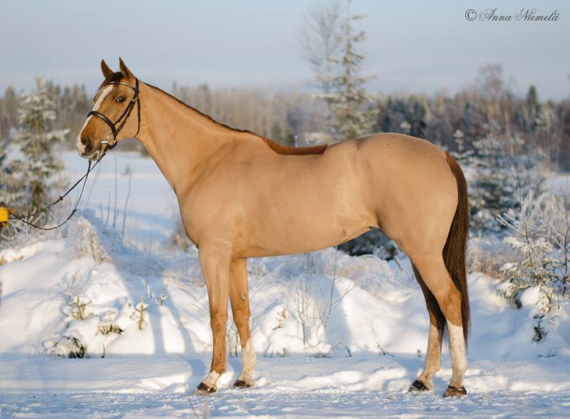 FAY OF AVALON, 2009