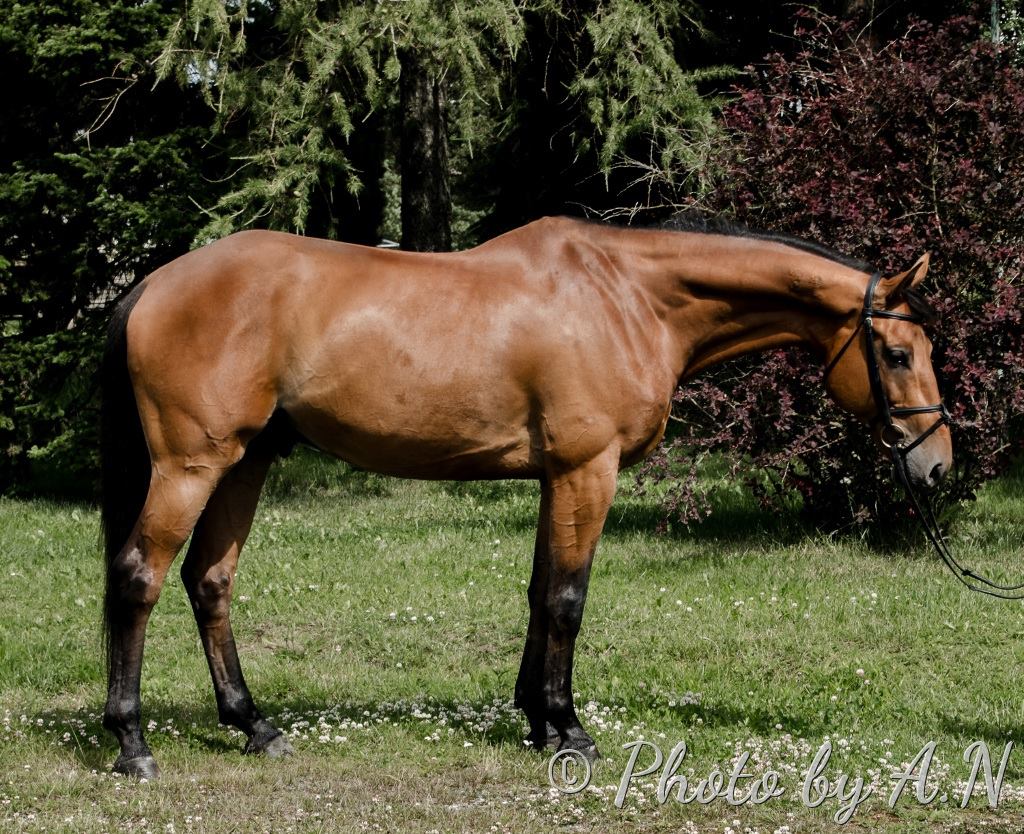 ADONISZ, 2007