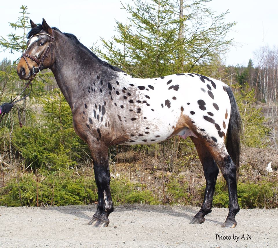 BRAITH VALIANT, 2011
