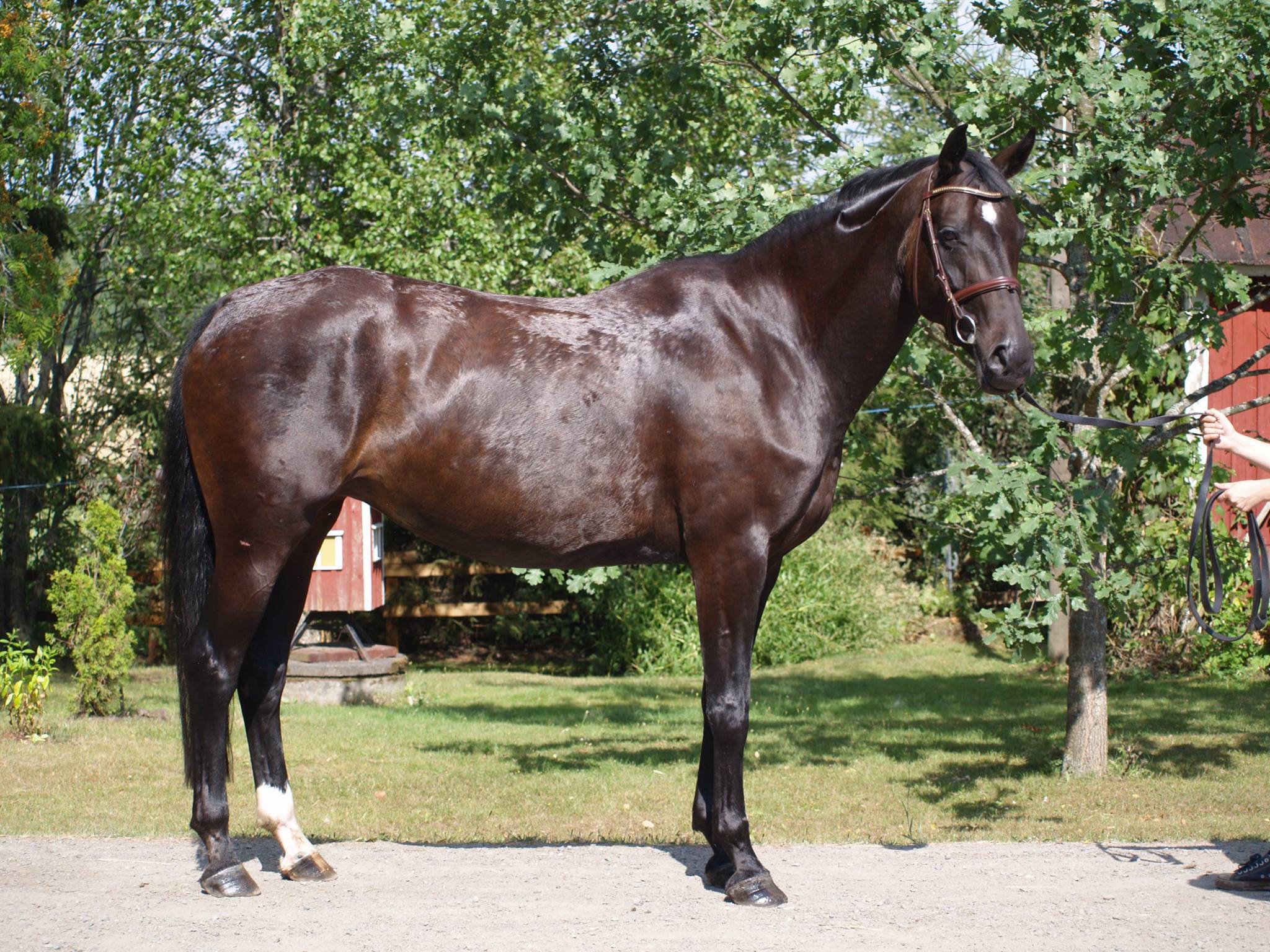 DIVA BALLERINA, 2006