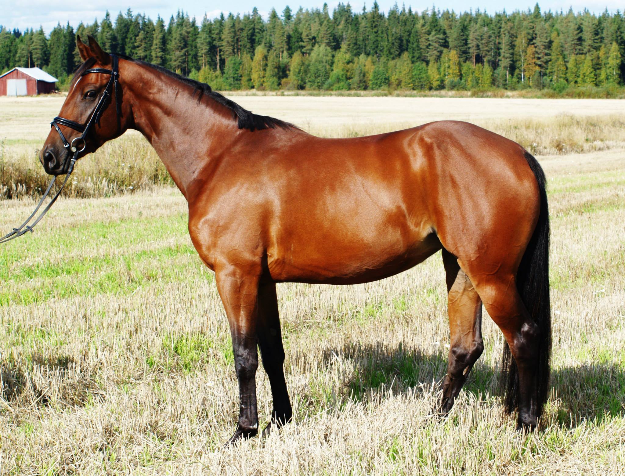 GRANDE ALEGRIA, 2011