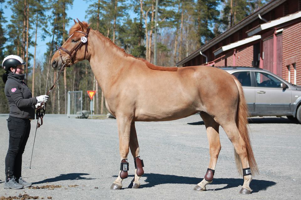 TOIVOLAN KORU, 2011
