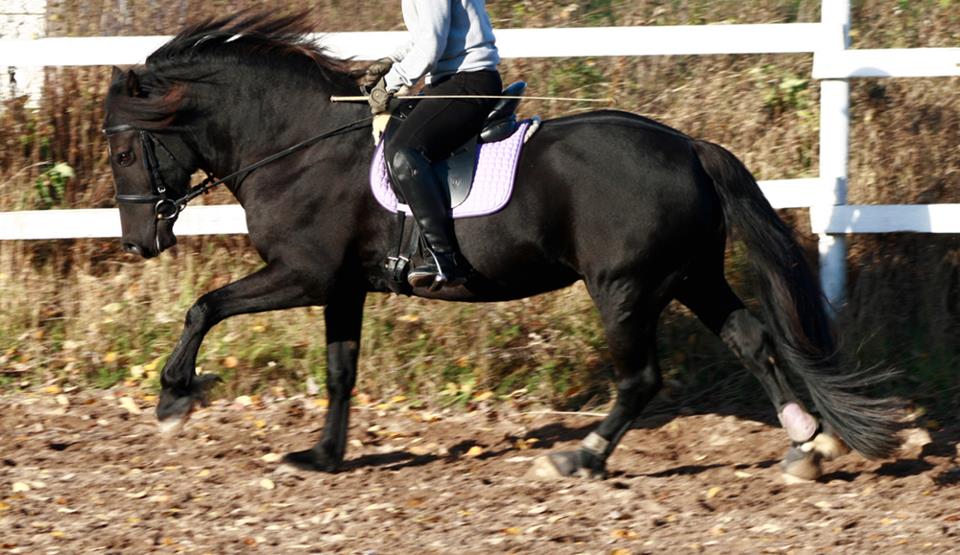 LONDBÖLE CARUS, 2003