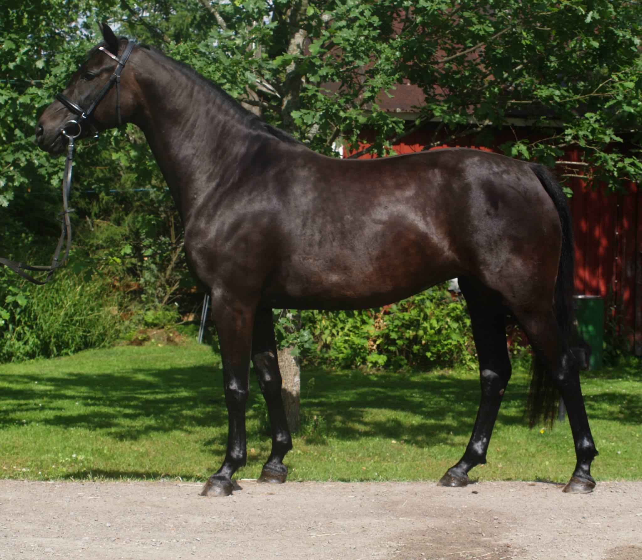 DOLCE FIORE, 2009