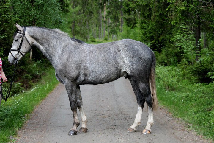 HARALD IV, 2006