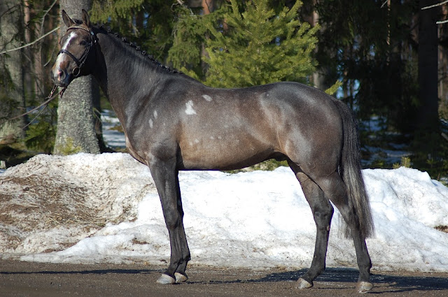 QUALIS REX, 2009