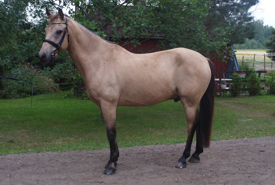 EIN GOLDEN CAP, 1995