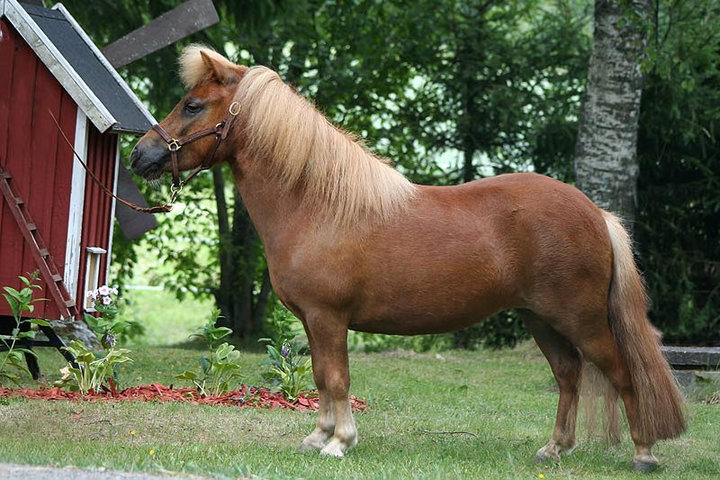 MÄKELÄN MANTA, 2008