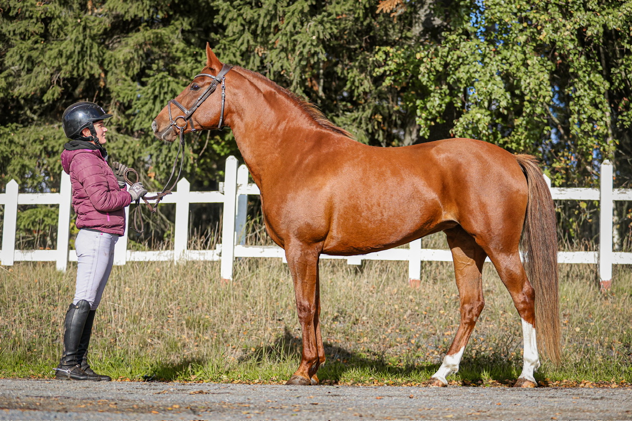 TIA’S CAELIFERA SWAN, 2016