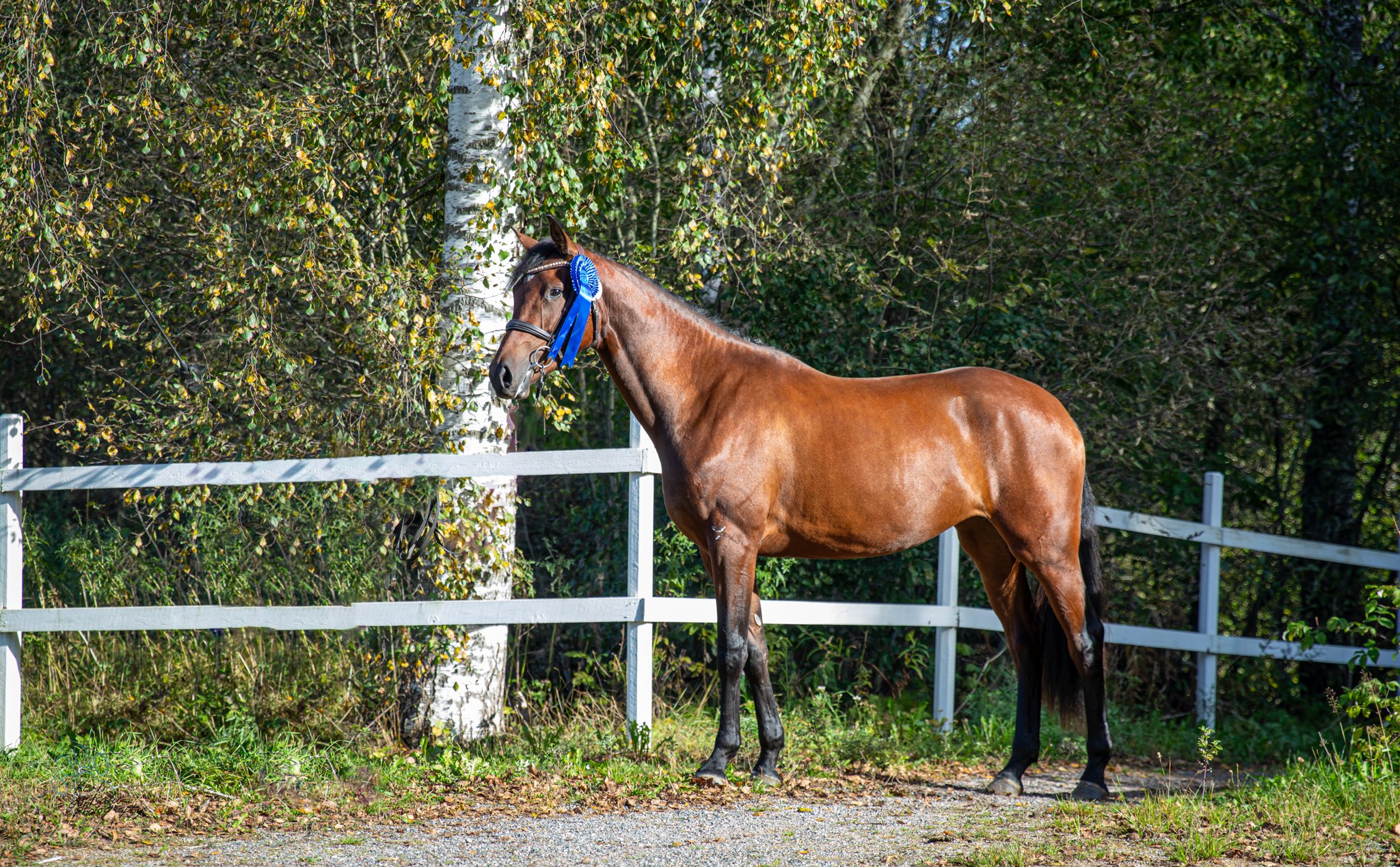 LUXIA BOREALIS, 2023